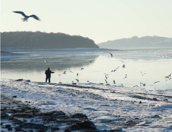 Feed the birds...